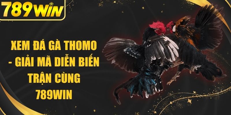 Xem Đá Gà Thomo